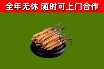 安化县回收散虫草