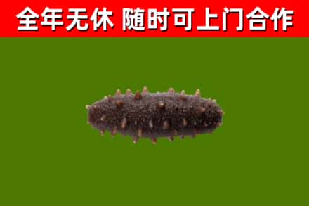 安化县回收海参干